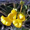 Topa Topa (Lady's Slipper) - native